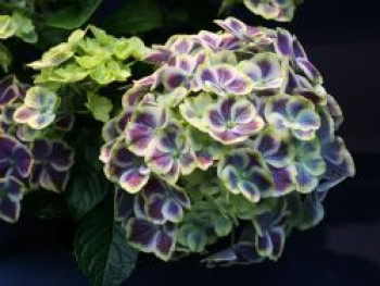 Ballhortensie &#8218;Bavaria&#8216; ®, 30-40 cm, Hydrangea macrophylla &#8218;Bavaria&#8216; ®, Containerware