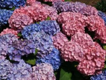 Ballhortensie &#8218;Bouquet Rose&#8216;, 30-40 cm, Hydrangea macrophylla &#8218;Bouquet Rose&#8216;, Containerware