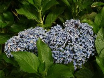 Flieder-Hortensie &#8218;Ayesha&#8216;, 30-40 cm, Hydrangea macrophylla &#8218;Ayesha&#8216;, Containerware