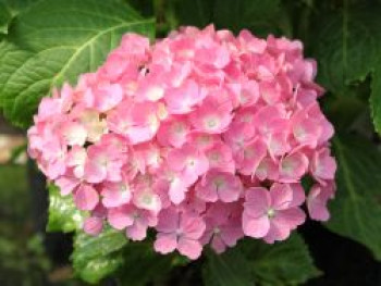 Ballhortensie 'Hamburg', Hydrangea macrophylla 'Hamburg', Topfware