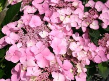 Tellerhortensie &#8218;Mariesii Perfecta&#8216;, 30-40 cm, Hydrangea macrophylla &#8218;Mariesii Perfecta&#8216;, Containerware