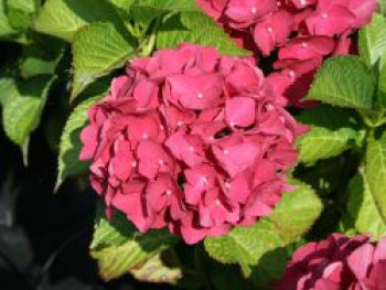 Ballhortensie &#8218;Red Baron&#8216;, 30-40 cm, Hydrangea macrophylla &#8218;Red Baron&#8216;, Containerware