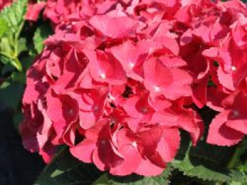 Ballhortensie &#8218;Red Beauty&#8216;, 30-40 cm, Hydrangea macrophylla &#8218;Red Beauty&#8216;, Containerware