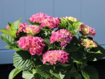 Bauernhortensie 'Schöne Bautznerin', 30-40 cm, Hydrangea macrophylla 'Schöne Bautznerin', Containerware