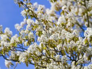 Baum-Felsenbirne &#8218;Robin Hill&#8216;, 60-100 cm, Amelanchier arborea &#8218;Robin Hill&#8216;, Containerware