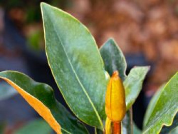 Baum-Magnolie 'Little Gem' ®, 20-30 cm, Magnolia grandiflora 'Little Gem' ®, Containerware