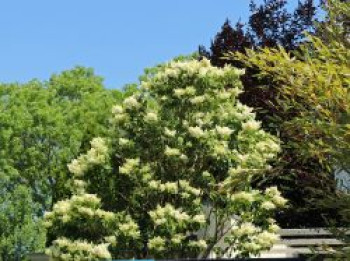 Baumflieder, 10-20 cm, Syringa reticulata, Topfware