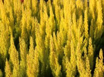 Baumheide 'Albert's Gold', 10-15 cm, Erica arborea 'Albert's Gold', Topfware