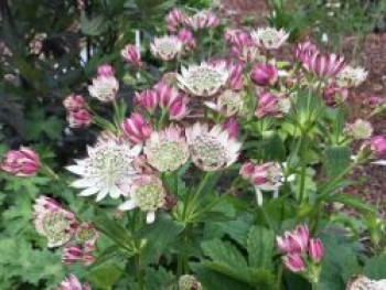 Bayerische Sterndolde, Astrantia bavarica, Topfware