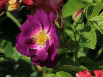 Beetrose / Strauchrose 'Rhapsody in Blue', Rosa 'Rhapsody in Blue', Containerware