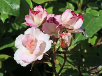 Beetrose 'Abigaile' ®, Rosa 'Abigaile' ®, Wurzelware