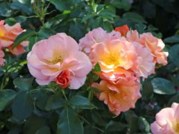 Beetrose &#8218;Aprikola&#8216; ®, Rosa &#8218;Aprikola&#8216; ®, Containerware