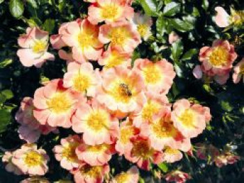 Bodendecker-Rose &#8218;Bienenweide ® Apricot&#8216;, Rosa &#8218;Bienenweide ® Apricot&#8216;, Containerware