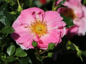 Bodendecker-Rose 'Bienenweide ® Rosa', Rosa 'Bienenweide ® Rosa' ADR-Rose, Containerware