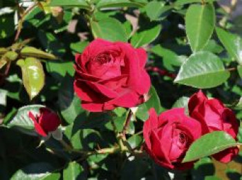 Beetrose 'Bordeaux' ®, Rosa 'Bordeaux' ®, Containerware