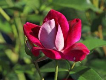 Beetrose 'Burgundy Ice', Rosa 'Burgundy Ice', Containerware