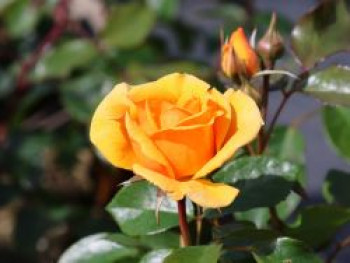 Beetrose 'Friendship Forever', Rosa 'Friendship Forever', Containerware