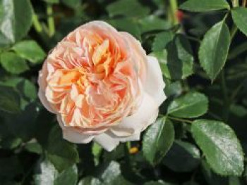 Beetrose 'Garden of Roses' ®, Rosa 'Garden of Roses' ® ADR-Rose, Containerware