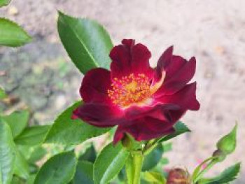 Beetrose 'Gotha 1250', Rosa 'Gotha 1250', Wurzelware