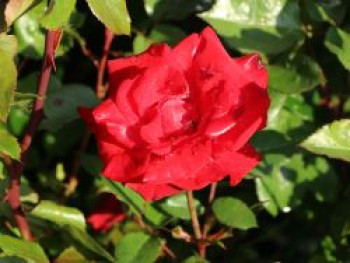 Beetrose 'Gruß an Bayern' ®, Rosa 'Gruß an Bayern' ®, Containerware