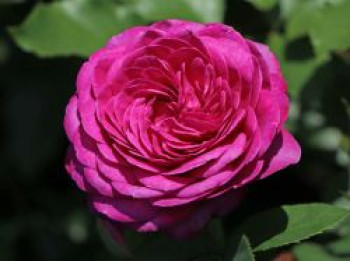 Beetrose &#8218;Heidi Klum-Rose&#8216; ®, Rosa &#8218;Heidi Klum Rose&#8216; ®, Containerware