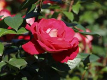 Beetrose &#8218;Heimatmelodie&#8216; ®, Rosa &#8218;Heimatmelodie&#8216; ®, Containerware