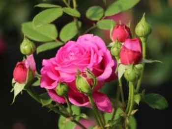 Beetrose &#8218;Jennifer Rose&#8216;, Rosa &#8218;Jennifer Rose&#8216;, Containerware