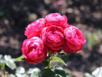 Beetrose &#8218;King George&#8216;, Rosa &#8218;King George&#8216;, Containerware