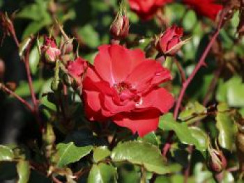 Beetrose &#8218;La Sevillana&#8216; ®, Rosa &#8218;La Sevillana&#8216; ®, Containerware