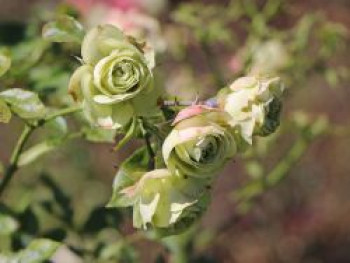 Beetrose &#8218;Lovely Green&#8216;, Rosa &#8218;Lovely Green&#8216;, Containerware