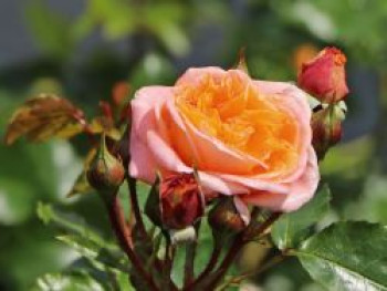 Beetrose &#8218;Mango&#8216; ®, Rosa &#8218;Mango&#8216; ®, Containerware