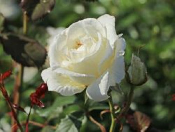 Beetrose &#8218;Margaret Merril&#8216; ®, Rosa &#8218;Margaret Merril&#8216; ®, Containerware