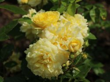 Beetrose 'Yellow Meilove' ®, Rosa 'Yellow Meilove' ® ADR-Rose, Containerware