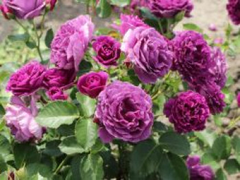 Beetrose 'Minerva' ®, Rosa 'Minerva' ®, Containerware