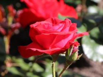 Beetrose &#8218;Montana&#8216; ®, Rosa &#8218;Montana&#8216; ®, Containerware