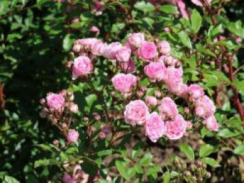 Beetrose 'Pashmina', Rosa 'Pashmina', Containerware