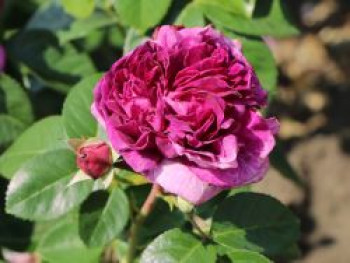 Beetrose 'Perfume Flower Circus' ®, Rosa 'Perfume Flower Circus' ®, Containerware