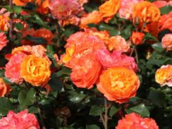 Beetrose 'Phoenix' ®, Rosa 'Phoenix' ®, Containerware