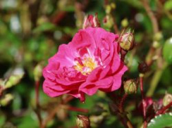 Beetrose 'Pink Fairy', Rosa 'Pink Fairy', Topfware