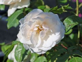 Beetrose &#8218;Princess of Wales&#8216;, Rosa &#8218;Princess of Wales&#8216;, Containerware