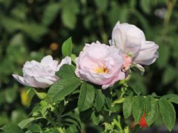 Beetrose 'Schneekoppe', Rosa rugosa 'Schneekoppe', Containerware