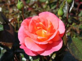 Beetrose &#8218;Shanty&#8216; ®, Rosa &#8218;Shanty&#8216; ®, Containerware