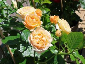 Beetrose 'Spotlight' ®, Rosa 'Spotlight' ®, Containerware