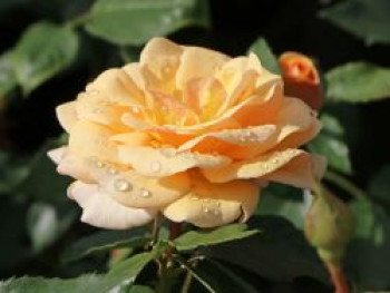 Beetrose 'Sweet Honey' ®, Rosa 'Sweet Honey' ® ADR-Rose, Wurzelware