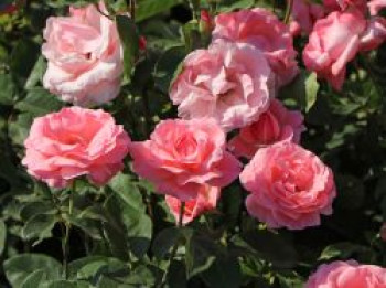 Beetrose 'The Queen Elizabeth Rose', Rosa 'The Queen Elizabeth Rose', Containerware