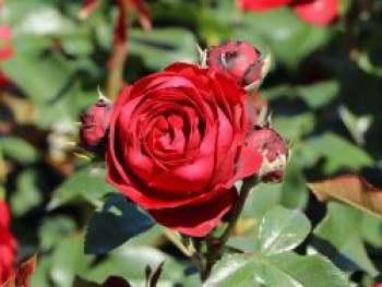 Beetrose 'Till Eulenspiegel' ®, Rosa 'Till Eulenspiegel' ®, Containerware
