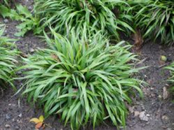 Behaarte Hainsimse, Luzula pilosa, Topfware