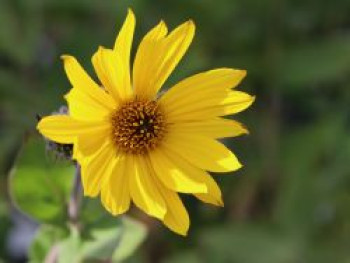 Behaarte Sonnenblume, Helianthus mollis, Topfware