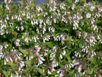 Beinwell &#8218;Hidcote Blue&#8216;, Symphytum grandiflorum &#8218;Hidcote Blue&#8216;, Topfware