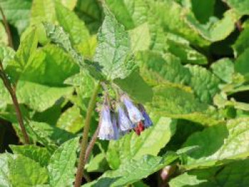 Beinwell 'Wisley Blue', Symphytum grandiflorum 'Wisley Blue', Topfware